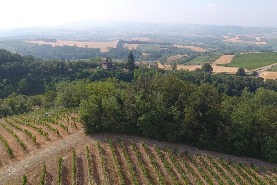 Vendemmia 2026 nei Colli Tortonesi Timorasso in anticipo e qualità positiva