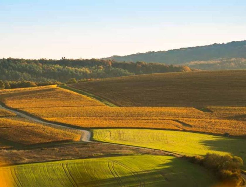 Vendemmia Champagne 2026, la più precoce di sempre qualità promettente. Il punto con il Comité Champagne