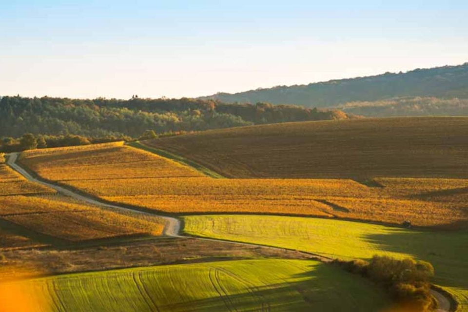 Vendemmia Champagne 2026, la più precoce di sempre qualità promettente. Il punto con il Comité Champagne
