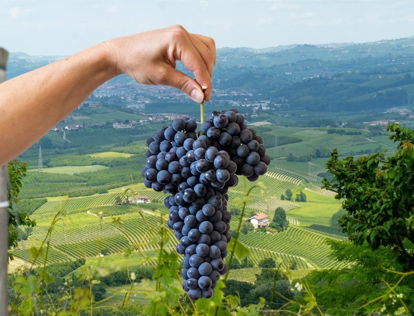 Verduno Pelaverga, oltre al pepe c è di più boom del rosso fresco nella terra del Barolo vendemmia 2025 2024 migliori verduno pelaverga confronto