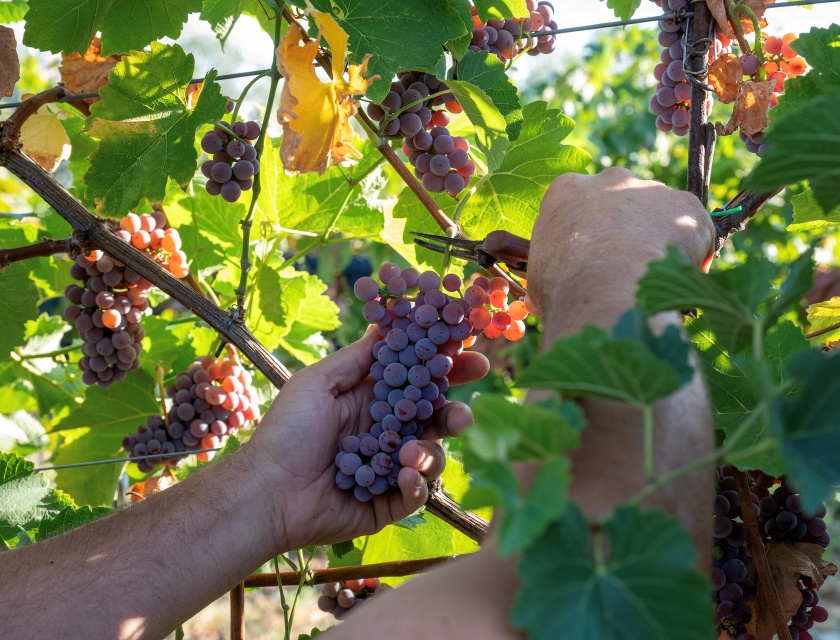 Vitigni Piwi in Abruzzo, a Scerni la prima vendemmia sperimentale