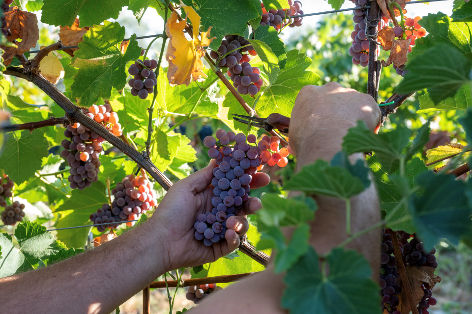 Vitigni Piwi in Abruzzo, a Scerni la prima vendemmia sperimentale