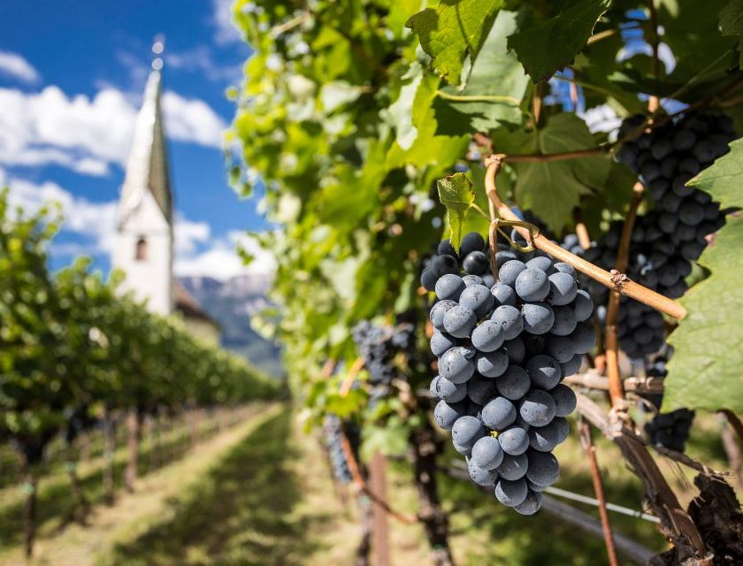 Alto Adige, vendemmia 2026 da record bianchi freschi e rossi strutturati