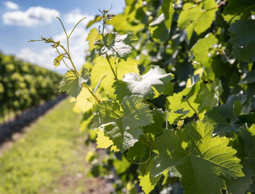 Cantina Rauscedo compie 75 anni «Le radici del vino» guarda al futuro della cooperazione