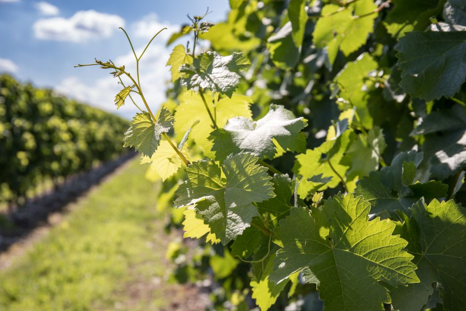 Cantina Rauscedo compie 75 anni «Le radici del vino» guarda al futuro della cooperazione