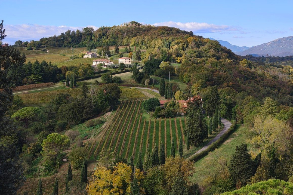 Colli di Conegliano Docg bordolesi e Incrocio Manzoni nel mare di Prosecco (1)