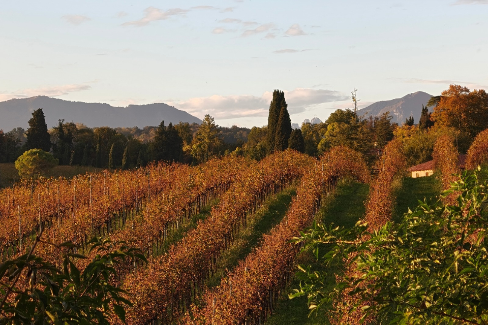 Colli di Conegliano Docg bordolesi e Incrocio Manzoni nel mare di Prosecco (3)