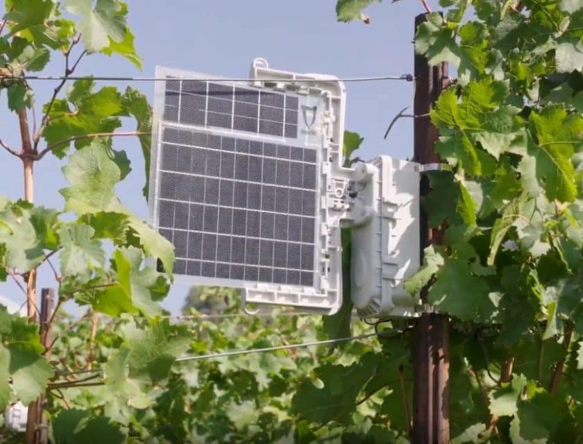 Flavescenza dorata, la Fondazione Mach rinnova i vigneti vibrazionali