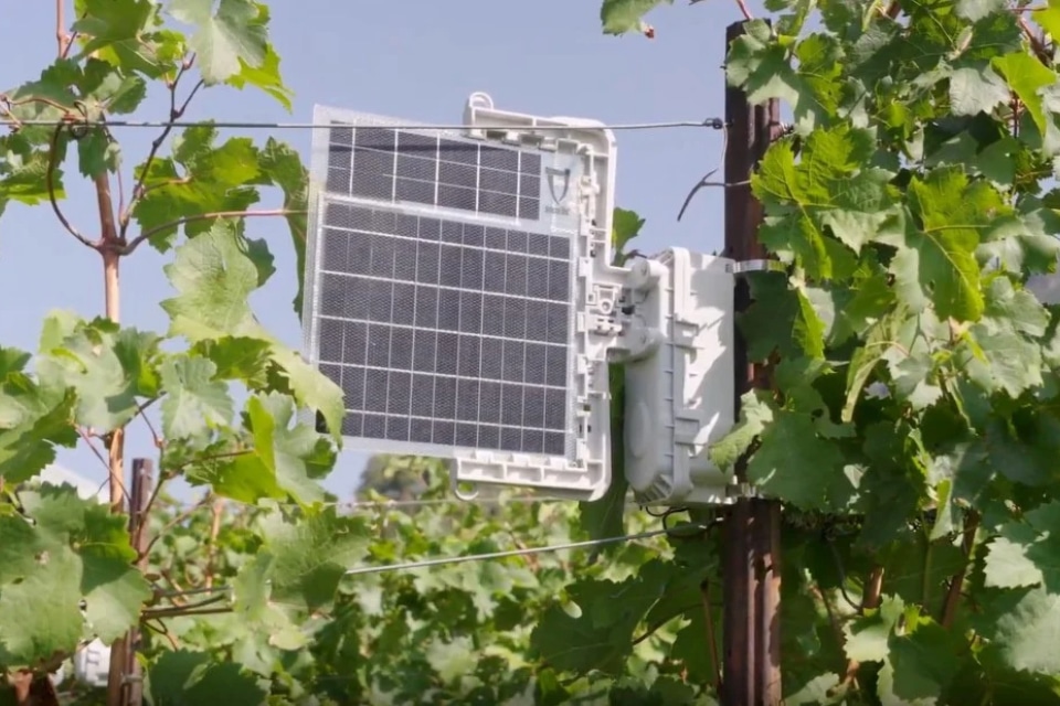 Flavescenza dorata, la Fondazione Mach rinnova i vigneti vibrazionali