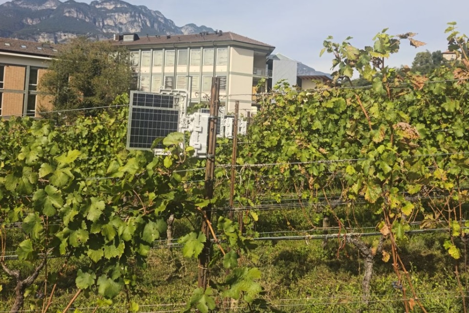 Flavescenza dorata, la Fondazione Mach rinnova i vigneti vibrazionali