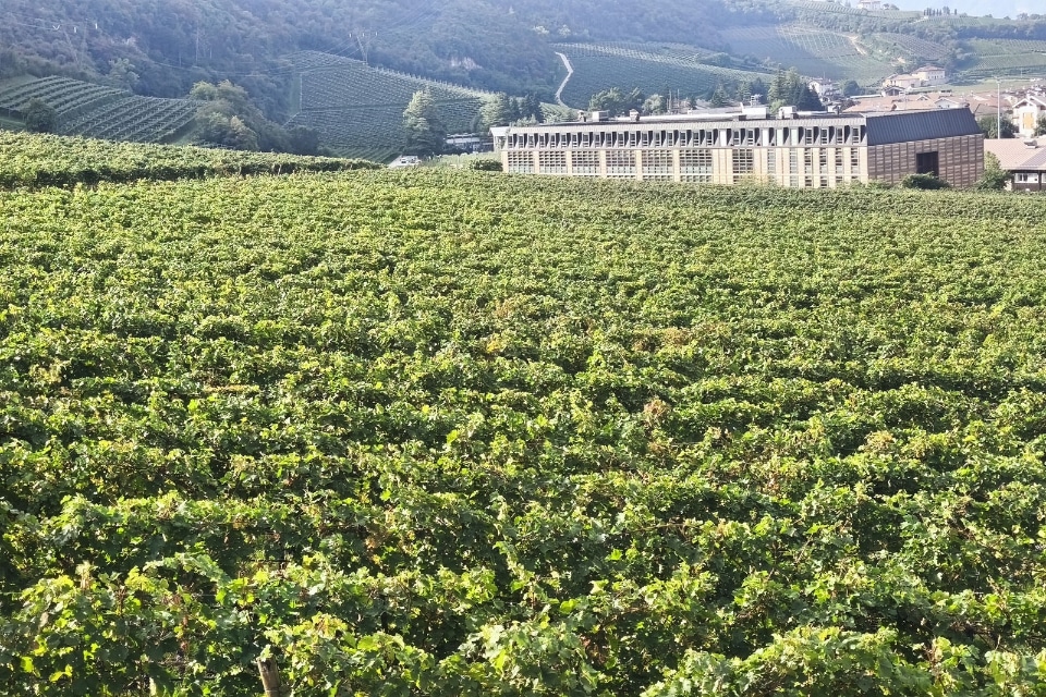 Flavescenza dorata, la Fondazione Mach rinnova i vigneti vibrazionali