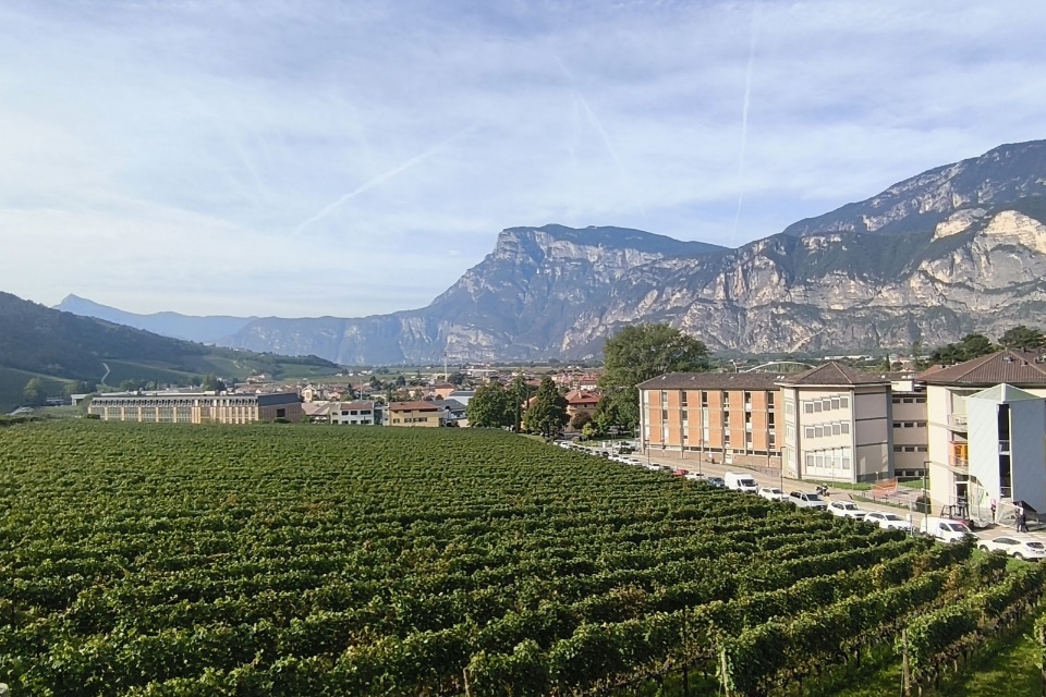 Flavescenza dorata, la Fondazione Mach rinnova i vigneti vibrazionali