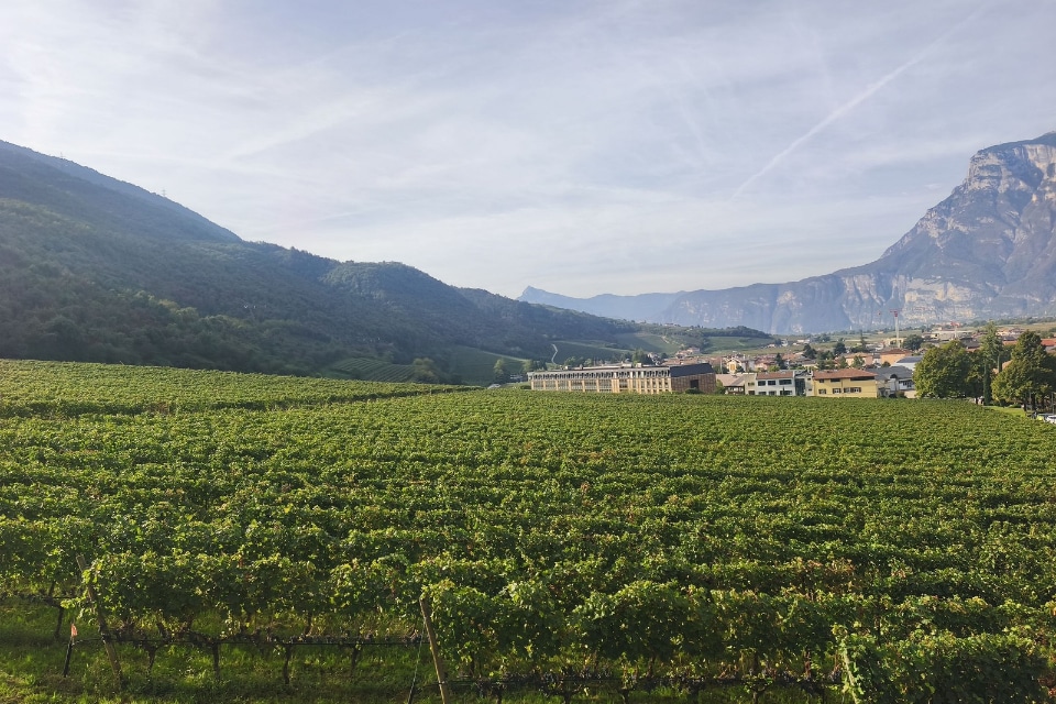 Flavescenza dorata, la Fondazione Mach rinnova i vigneti vibrazionali