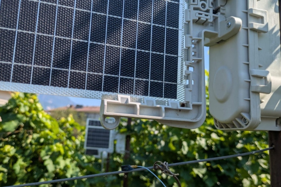 Flavescenza dorata, la Fondazione Mach rinnova i vigneti vibrazionali