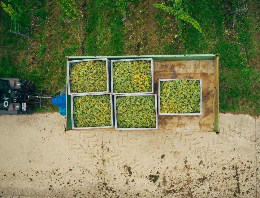 Germania, vendemmia 2026 raccolta precoce e uve sane, ma rese inferiori
