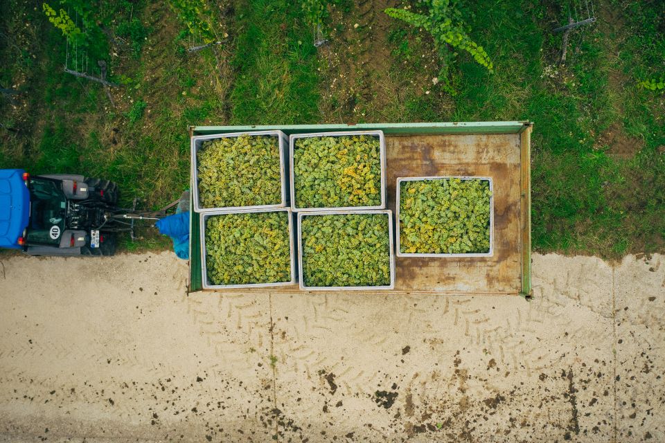 Germania, vendemmia 2026 raccolta precoce e uve sane, ma rese inferiori