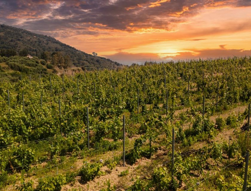 Lenzo Winery, Riccardo Cotarella consulente della cantina siciliana