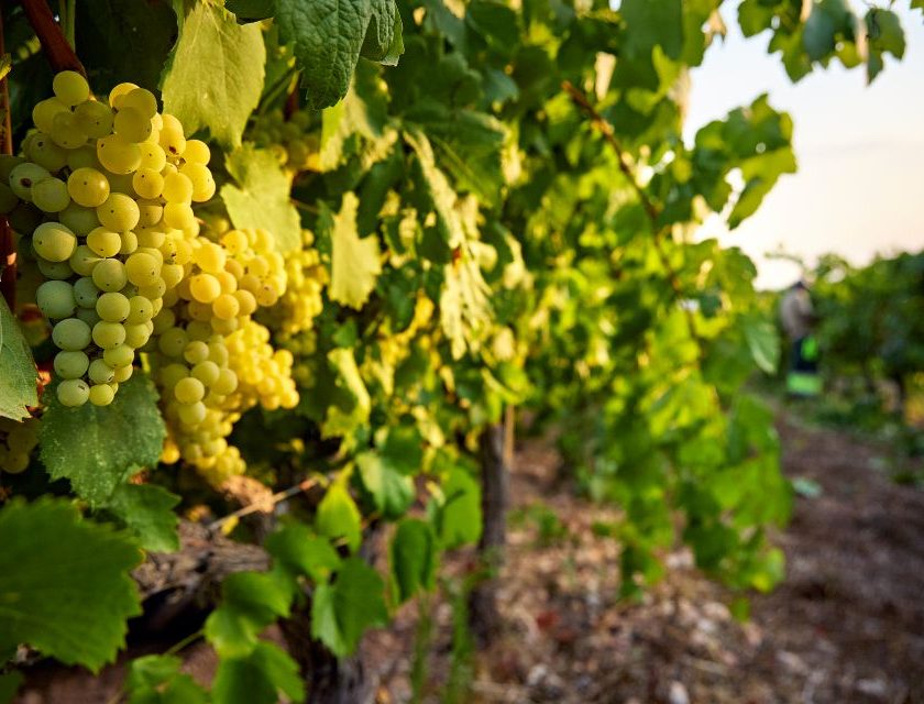 Recaredo, dal 2025 tutti i Corpinnat fermentano in bottiglia con mosto dei propri vigneti