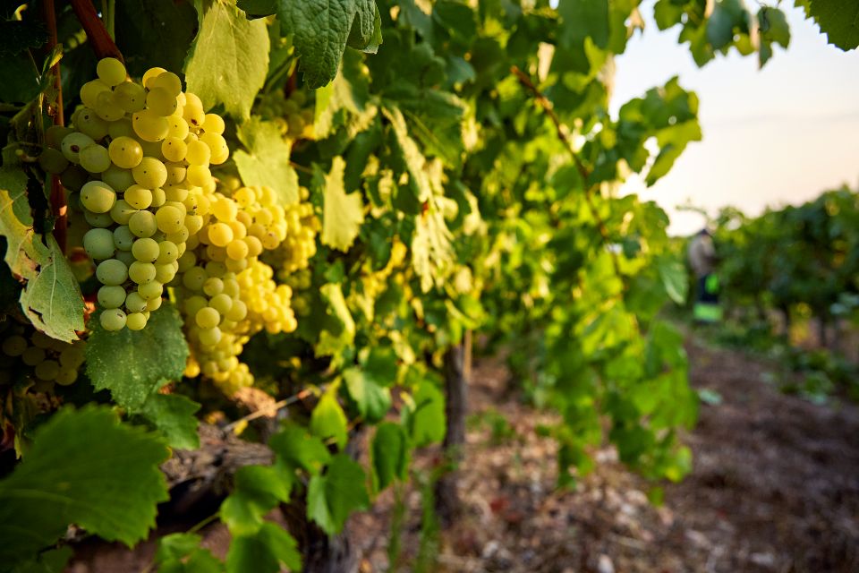 Recaredo, from 2025 all Corpinnat wines ferment in bottle with must from their own vineyards