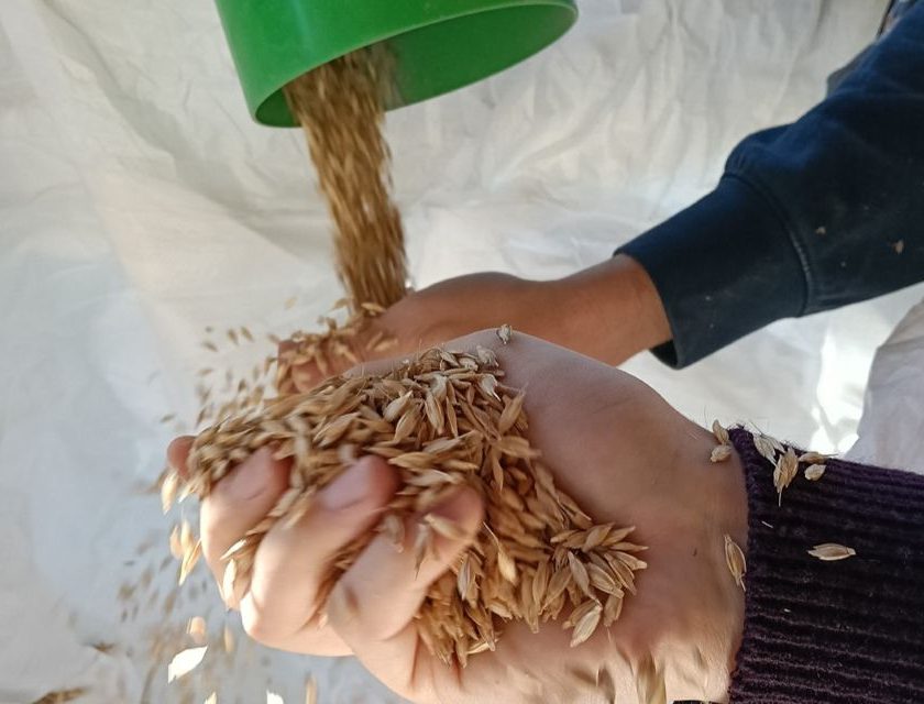 SvernalFar!, innovazione e ricerca per adattare il farro toscano al cambiamento climatico
