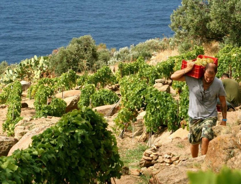 Tutela vigneti eroici, tutto fermo nella Valle d Aosta del Cervim. Regioni immobili paradosso inchiesta winemag su elenchi regionali