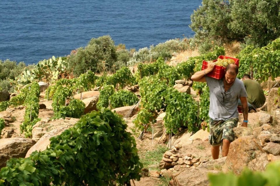 Tutela vigneti eroici, tutto fermo nella Valle d Aosta del Cervim. Regioni immobili paradosso inchiesta winemag su elenchi regionali