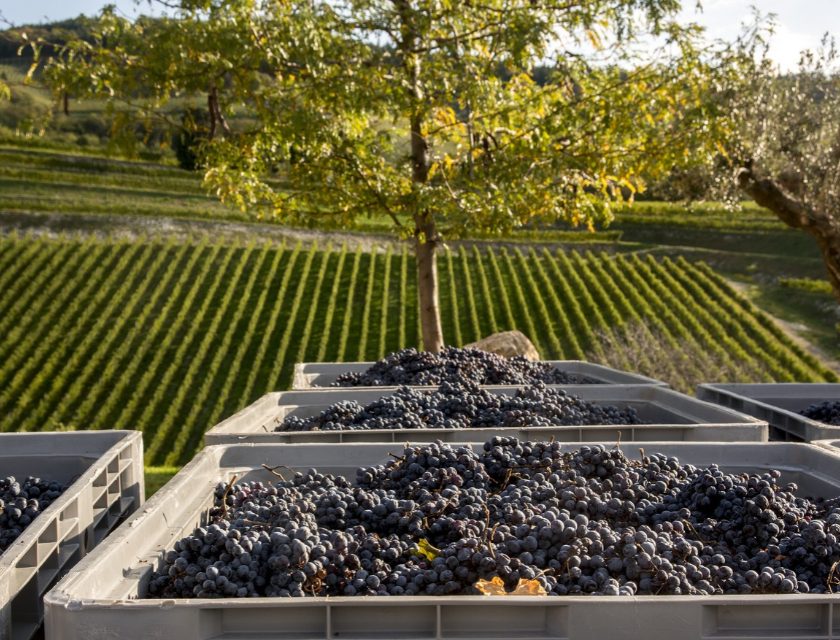 Valpolicella come sarà l'Amarone 2026 Lo rivela Tedeschi