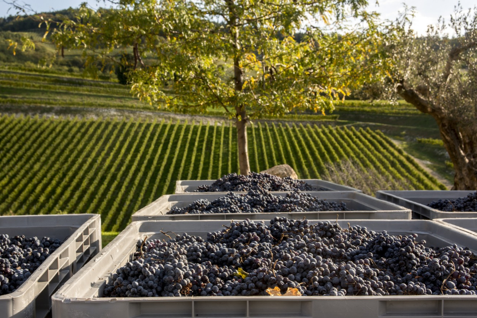 Valpolicella come sarà l'Amarone 2026 Lo rivela Tedeschi