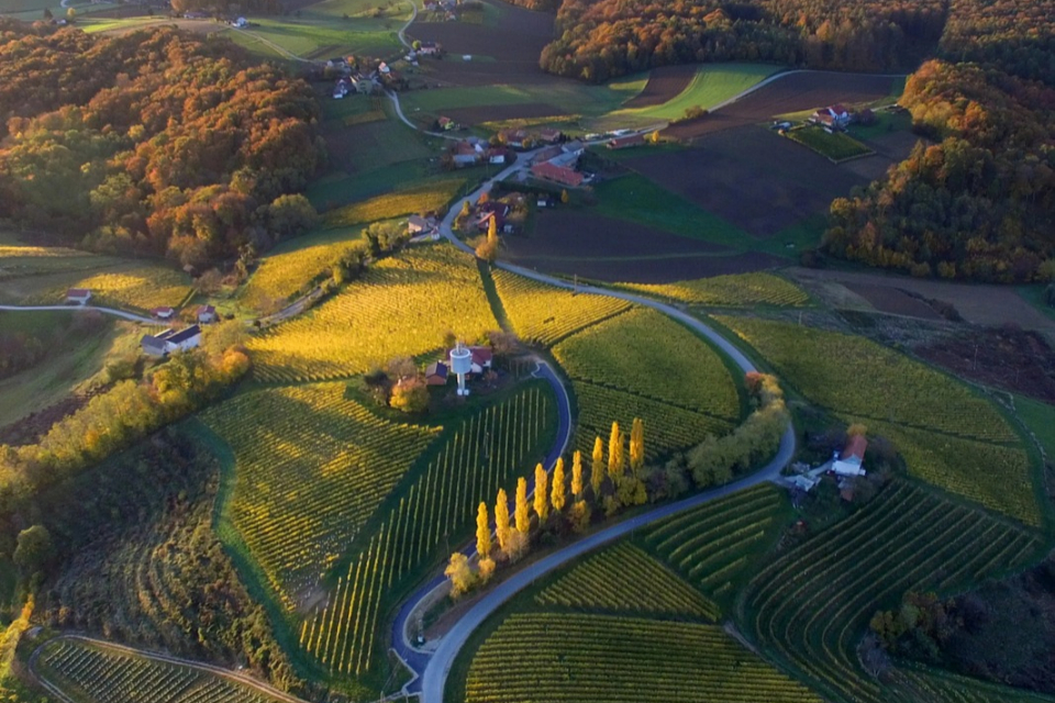 Vino sloveno, la Štajerska cambia più rossi, spumanti e Riesling italico
