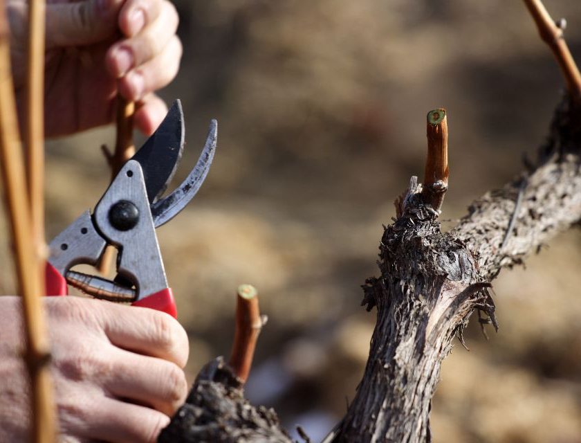 Vitivinicoltura campana, Copagri chiede lo stato di crisi