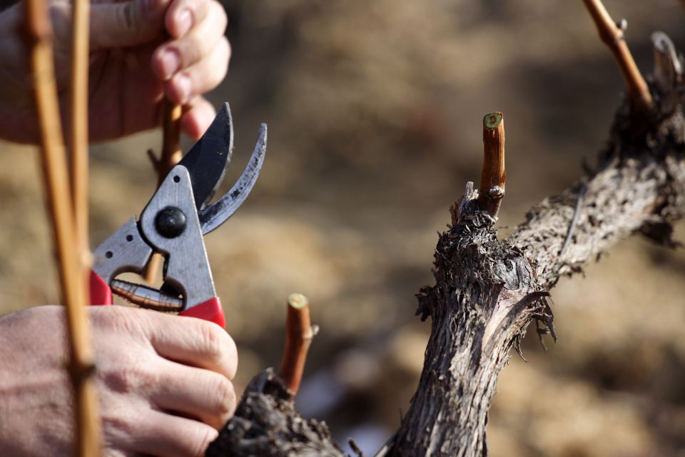 Vitivinicoltura campana, Copagri chiede lo stato di crisi