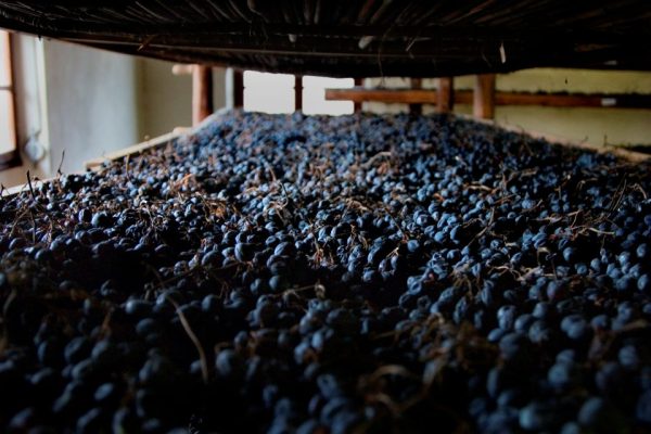 Valpolicella la “messa a riposo delle uve” candidata a patrimonio culturale Unesco