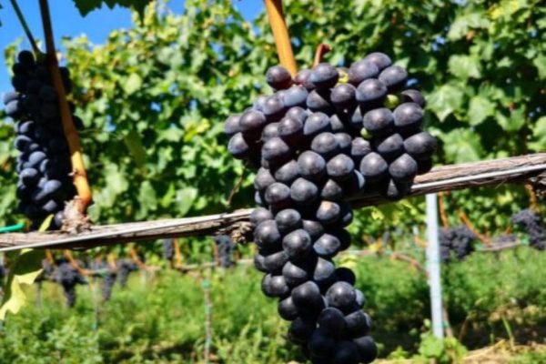 Sangiovese resistente a siccità e malattie dalla Toscana la prima pianta ottenuta con le Tea