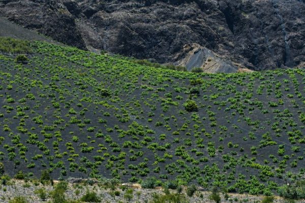 Vulcanici, sapidi ed estremi i Vini di fuoco di Capo Verde Adega Chã, Adega Sodade e Adega Maria Chaves