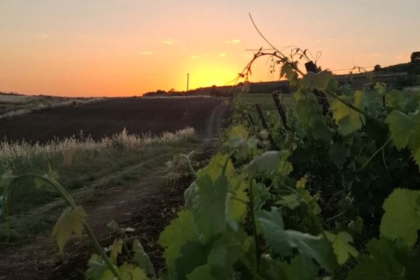 Festa del Catarratto 2026 con ARCA prende forma il rilancio del vitigno simbolo della Sicilia