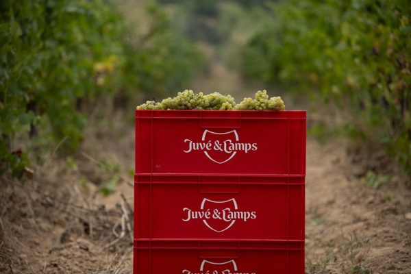 Juvé & Camps avvia la vendemmia 2026 raccolta record a luglio e debutto della vendemmia notturna