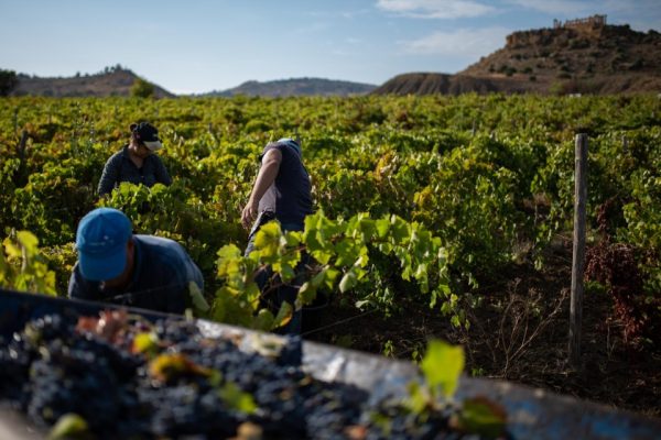 Vendemmia 2026 in Sicilia, raccolta al via attese uve sane e di qualità. Il punto con le cantine aderenti ad Assovini