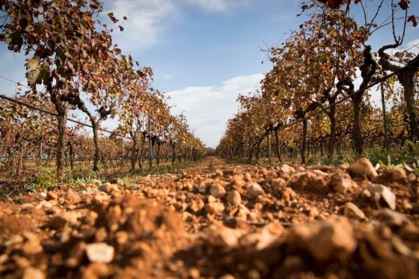 Migliori vini di Maiorca punteggi DO Pla i Llevant (Mallorca, Baleari)