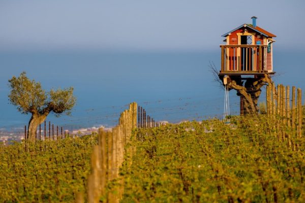 Vendemmia 2026 Abruzzo rese ridotte e bloccaggio per Montepulciano e Pecorino. La decisione del Consorzio Tutela Vini d'Abruzzo