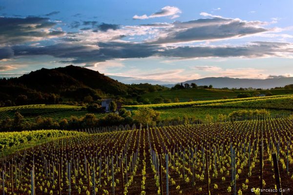 Vendemmia 2026 in anticipo sui Colli di Conegliano «Uve di grande espressività»
