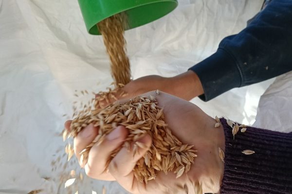 SvernalFar!, innovazione e ricerca per adattare il farro toscano al cambiamento climatico